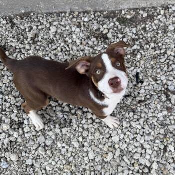 Mixed Breed Dogs Available for Adoption - Brownie | PetCurious