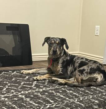 Rescue Catahoula Leopard Dog Dogs for Adoption in Fruit Heights, Utah - Luna | PetCurious