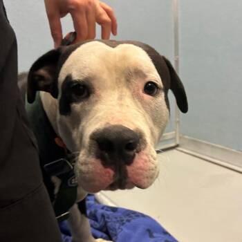 Tim Curry -  Mixed Breed Dog for Adoption in Philadelphia, Pennsylvania - Tim Curry | PetCurious