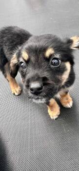 Hound and Shepherd Dogs Available for Adoption in Lewis Center, Ohio - Baxter (Cleo