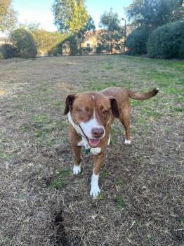 Rescue Mixed Breed Dogs for Adoption in San Diego, California - Fergus | PetCurious
