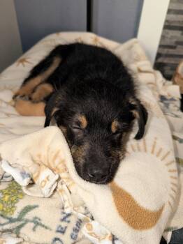 Shepherd and Australian Cattle Dog Blue Heeler Dogs Available for Adoption in Broomfield, Colorado - BOWIE | PetCurious