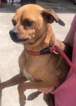 Miniature Pinscher Dogs Available for Adoption in Columbia, Tennessee - Peanut Butter | PetCurious