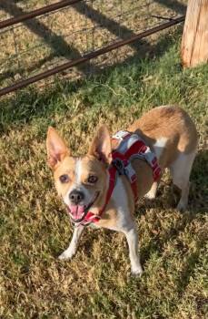 Gemma -  Rat Terrier and Chihuahua Dog for Adoption in Meeker, Oklahoma - Gemma | PetCurious