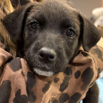 Great Pyrenees and Doberman Pinscher Dogs Available for Adoption - Starfruit | PetCurious