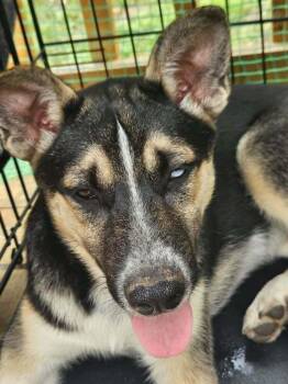 MINNIE -  Husky and Australian Cattle Dog Blue Heeler Dog for Adoption in Thompson, Pennsylvania - MINNIE | PetCurious