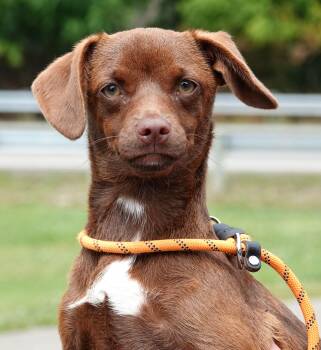 Peaches -  Dachshund Dog for Adoption in Millfield, Ohio - Peaches | PetCurious