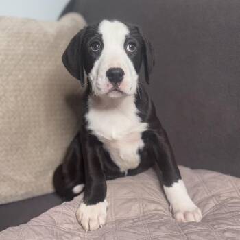 Labradoodle and Mixed Breed Dogs Available for Adoption -  Moose  | PetCurious