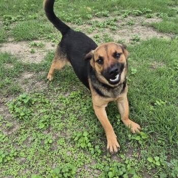 Shepherd and Dachshund Dogs Available for Adoption in Schertz, Texas - Cash | PetCurious