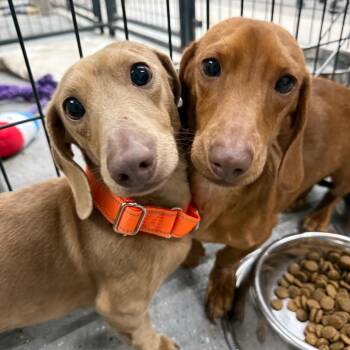 Miniature Dachshund Dogs Available for Adoption in Union City, Pennsylvania - COOPER | PetCurious
