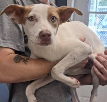 Rigby -  Pit Bull Terrier Dog for Adoption in Hollister, Missouri - Rigby | PetCurious