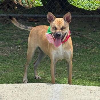 Rescue Mixed Breed Dogs for Adoption in Humacao, Humacao - Peaches | PetCurious