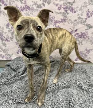 Rescue Mixed Breed Dogs for Adoption in Springfield, Vermont - Leda (VT Only) | PetCurious