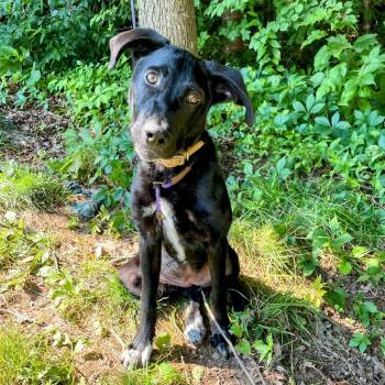 Rescue Black Labrador Retriever and Hound Dogs for Adoption in Lyndhurst, Virginia - Reena | PetCurious
