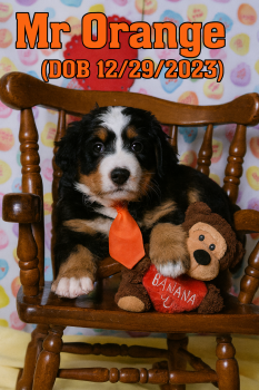 Bernese Mountain Dog Dogs Available for Sale - Mr. Orange | PetCurious