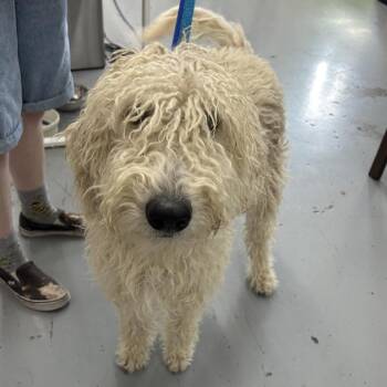 SIMBA -  Standard Poodle Dog for Adoption in Richmond, California - SIMBA | PetCurious