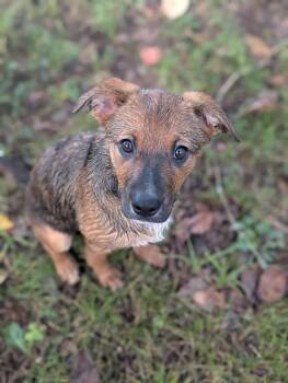 Rescue Shepherd Dogs for Adoption in Spring Hill, Tennessee - Thea | PetCurious