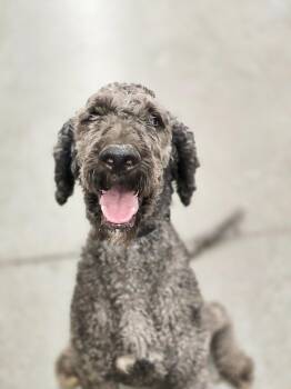 Touring -  Poodle Dog for Adoption in Salt Lake City, Utah - Touring | PetCurious