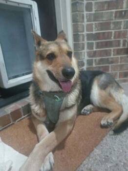 German Shepherd Dog Dogs Available for Adoption - Rayna | PetCurious