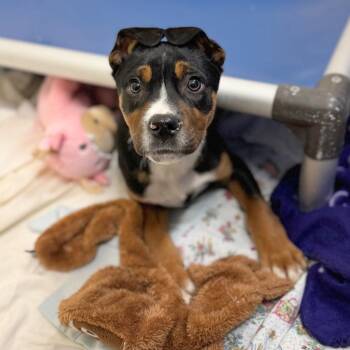 Mixed Breed Dogs Available for Adoption - Crue | PetCurious