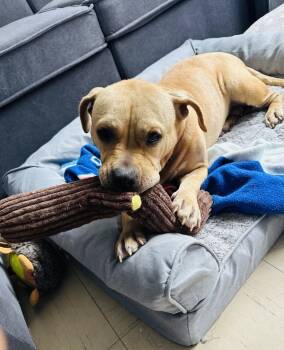 Rescue Mixed Breed Dogs for Adoption in New York, New York - Sandy | PetCurious