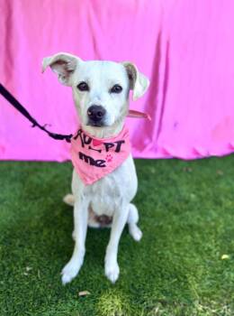 Rescue Terrier and Mixed Breed Dogs for Adoption in Rowland Heights, California - PALOMA | PetCurious