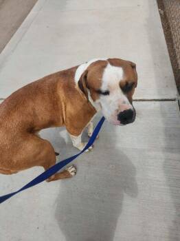 Scrappy -  Labrador Retriever and Mastiff Dog for Adoption in Kingman, Arizona - Scrappy | PetCurious