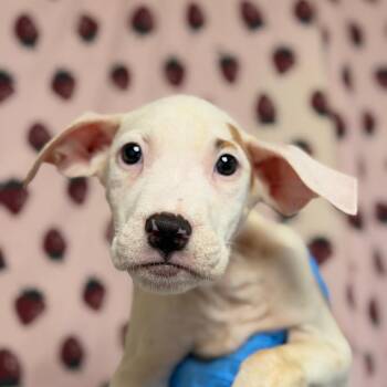 Alfonso -  Terrier and Mixed Breed Dog for Adoption in San Antonio, Texas - Alfonso | PetCurious