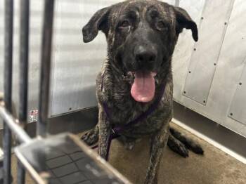 BUSTER -  Mastiff Dog for Adoption in San Bernardino, California - BUSTER | PetCurious