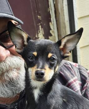 Chihuahua Dogs Available for Adoption in Woodland, California - Noodle | PetCurious