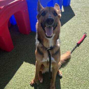 Duke (fka Lou Reed) -  Terrier and Mixed Breed Dog for Adoption in Phoenix, Arizona - Duke (fka Lou Reed) | PetCurious