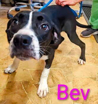 Bev -  Staffordshire Bull Terrier Dog for Adoption in Mena, Arkansas - Bev | PetCurious