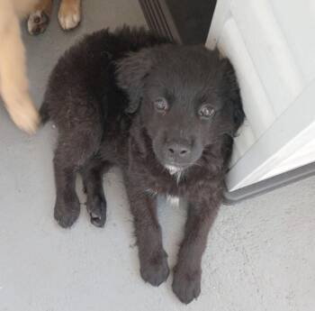 Golden Retriever and Mixed Breed Dogs Available for Adoption - SIMBA | PetCurious