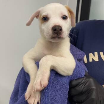 Mixed Breed Dogs Available for Adoption in Abilene, Texas - Grug | PetCurious