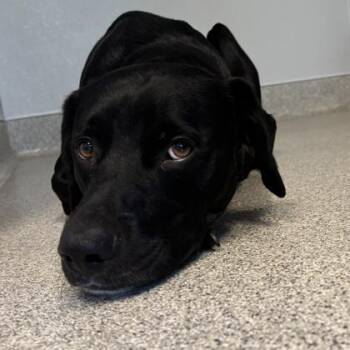 JB -  Mixed Breed Dog for Adoption in Lansing, Michigan - JB | PetCurious