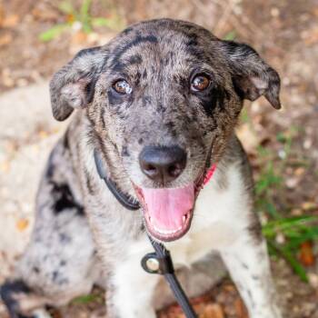 Havannah -  Catahoula Leopard Dog and Mixed Breed Dog for Adoption in Hattiesburg, Mississippi - Havannah | PetCurious