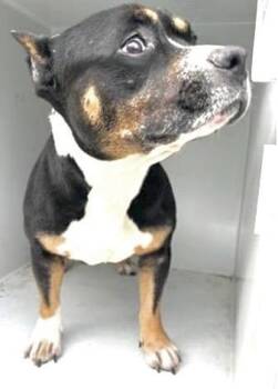 Pit Bull Terrier Dogs Available for Adoption - A651432 | PetCurious