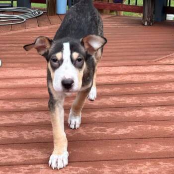 Shania RW -  Shar Pei and Mixed Breed Dog for Adoption in Austin, Texas - Shania RW | PetCurious