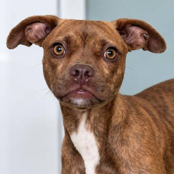 Macchiato -  Boston Terrier and Mixed Breed Dog for Adoption in Jupiter, Florida - Macchiato | PetCurious