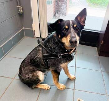 Mixed Breed Dogs Available for Adoption in Nashville, Tennessee - Dubstep | PetCurious