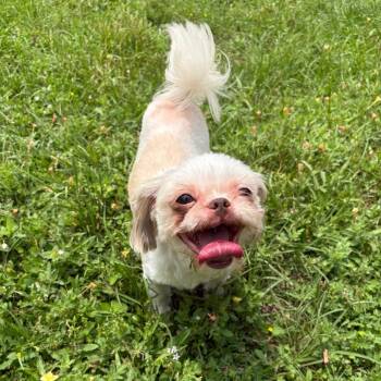 Shih Tzu Dogs Available for Adoption in Houston, Texas - Callie Bear | PetCurious