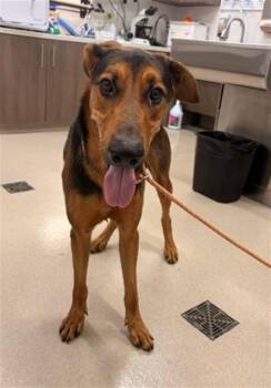 MORD -  German Shepherd Dog Dog for Adoption in Baytown, Texas - MORD | PetCurious