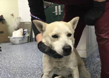 Finnish Spitz and Mixed Breed Dogs Available for Adoption in Thousand Palms, California - CHAPULIN | PetCurious