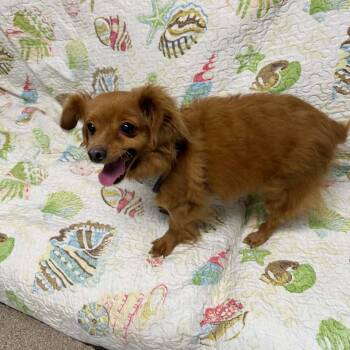Little -  Yorkshire Terrier Dog for Adoption in Sunderland, Maryland - Little | PetCurious