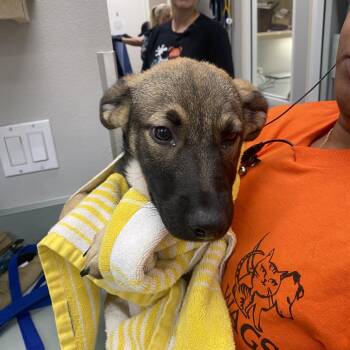 Scrim -  German Shepherd Dog Dog for Adoption in Westminster, California - Scrim | PetCurious