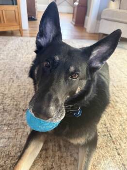 German Shepherd Dog and Husky Dogs Available for Adoption - Jaya | PetCurious