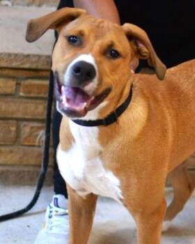 Scout -  Hound Dog for Adoption in Memphis, Tennessee - Scout | PetCurious