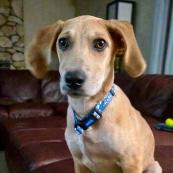 Pumpkin -  Hound and Mixed Breed Dog for Adoption in Shorewood, Illinois - Pumpkin | PetCurious