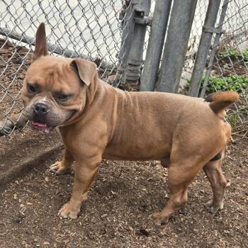 Kronker -  Mixed Breed Dog for Adoption in Sonoma, California - Kronker | PetCurious