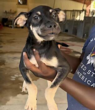 Abercrombie -  German Shepherd Dog and Mixed Breed Dog for Adoption in Shrewsbury, Massachusetts - Abercrombie | PetCurious